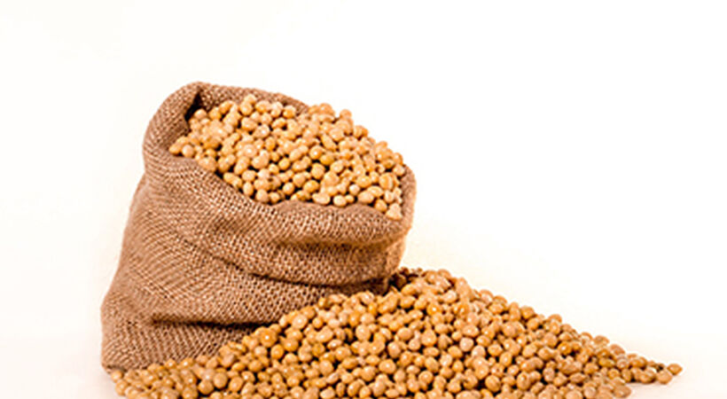 大豆.jpg 大豆.jpg